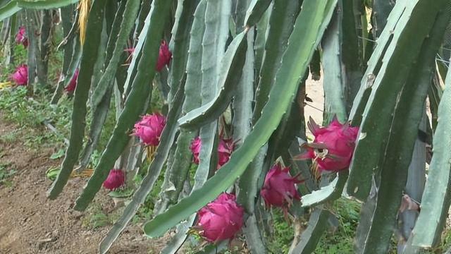 南果北种 火龙果“甜蜜出圈”麻将胡了模拟器铜川市耀州区：