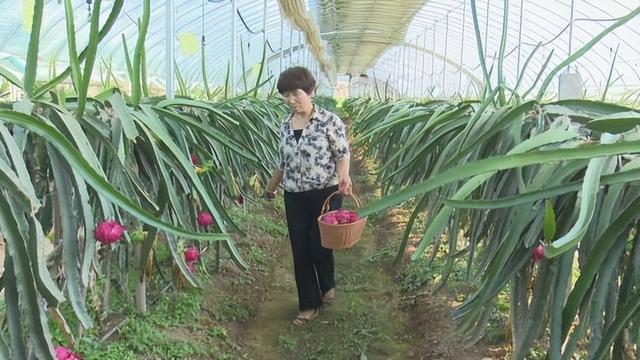 南果北种 火龙果“甜蜜出圈”麻将胡了模拟器铜川市耀州区：(图2)