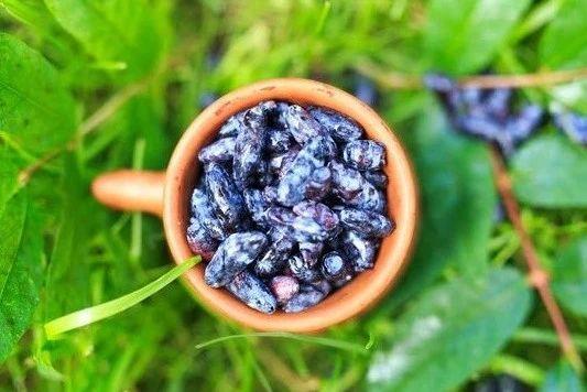 素”的食物第一名是它！你有经常吃吗？麻将胡了2模拟器试玩8种含有“花青